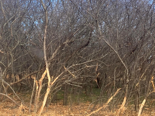 Leafless trees and dense brush in a woodland clearing, with dry grass in the foreground.