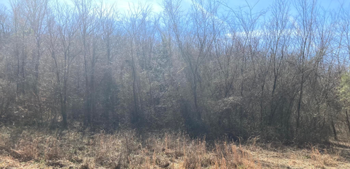 Dense leafless trees and brush under a bright blue sky in a dry woodland clearing