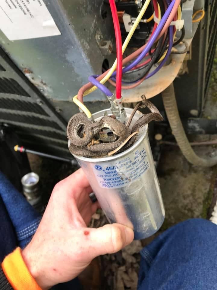 A hand holds a silver electrical capacitor from an AC unit with a dead snake curled around its top terminals.