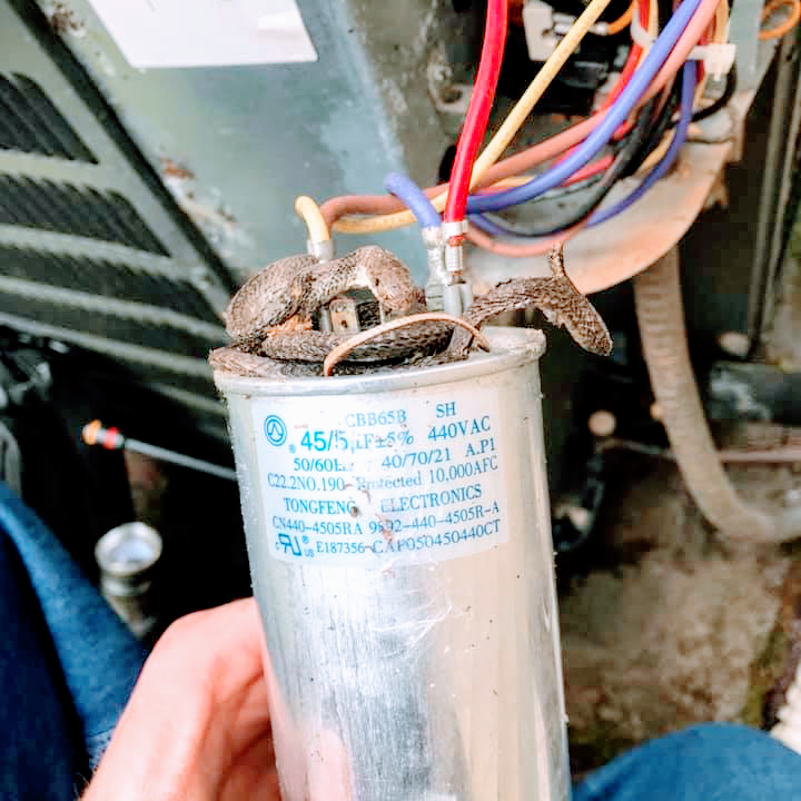 A small snake coiled on top of an HVAC dual-run capacitor inside an outdoor air conditioning unit.