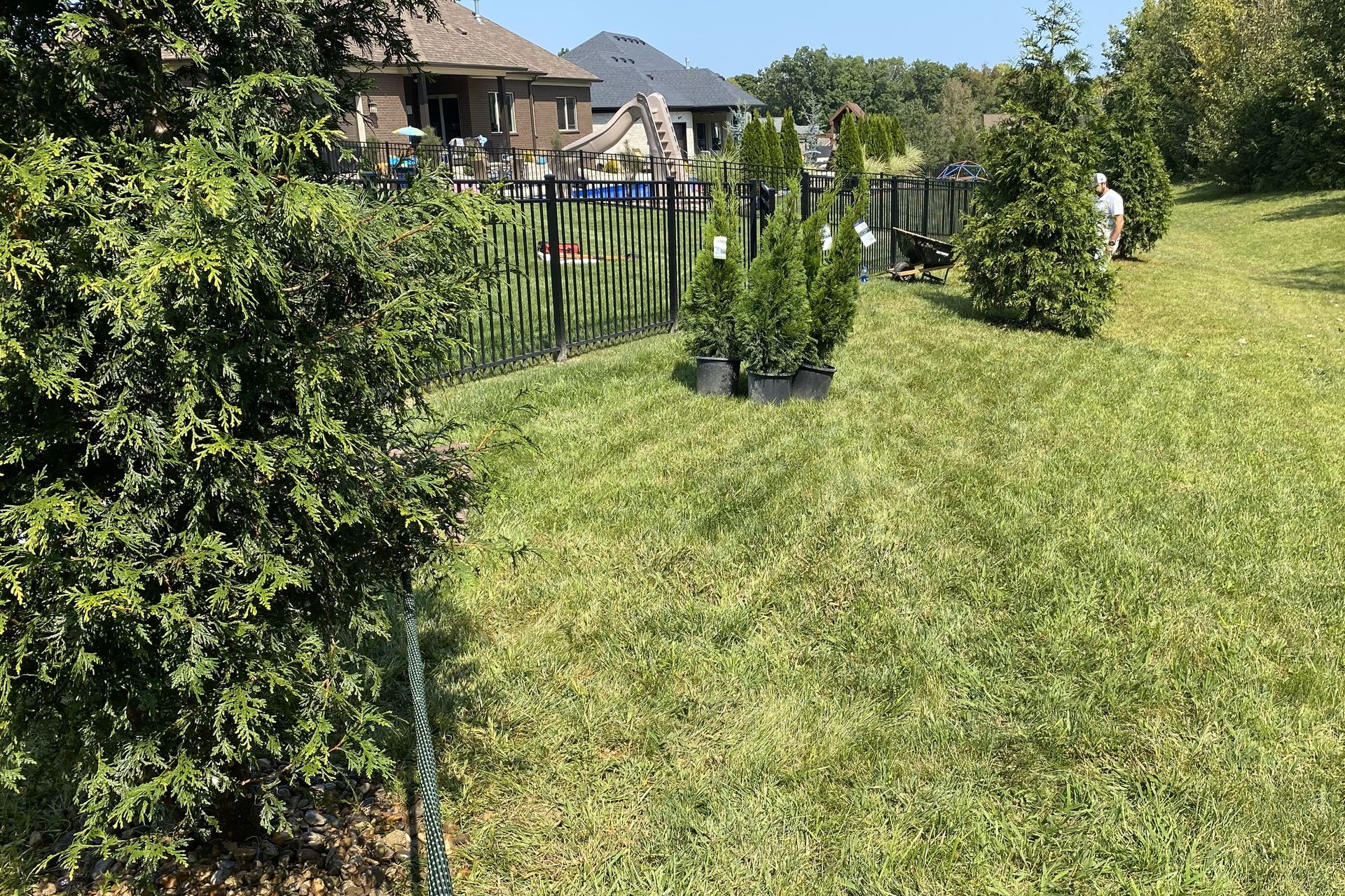 Grassy backyard with young trees and a black fence beside suburban houses