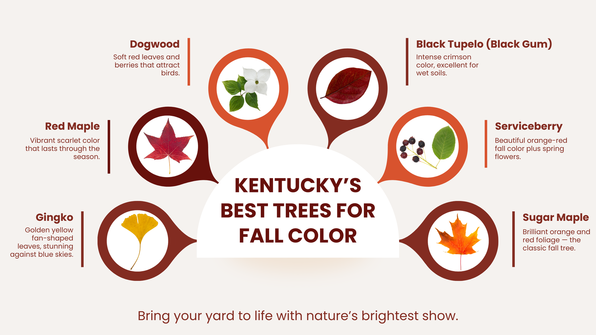 Infographic: Kentucky's best trees for fall color: dogwood, black tupelo, serviceberry, sugar maple, ginkgo, red maple.