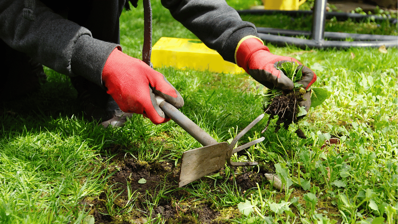 Person wearing red gloves weeding grass with a small garden tool in a sunny yard.
