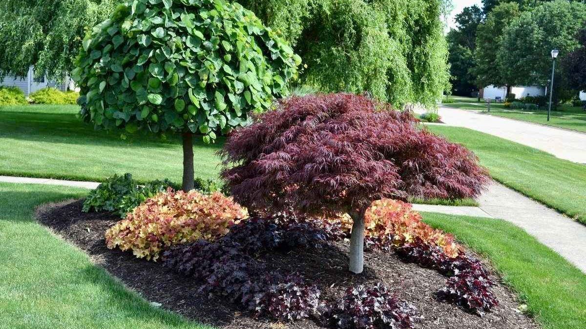 Landscaped yard with small trees and colorful foliage; a walking path and more trees are in the background.
