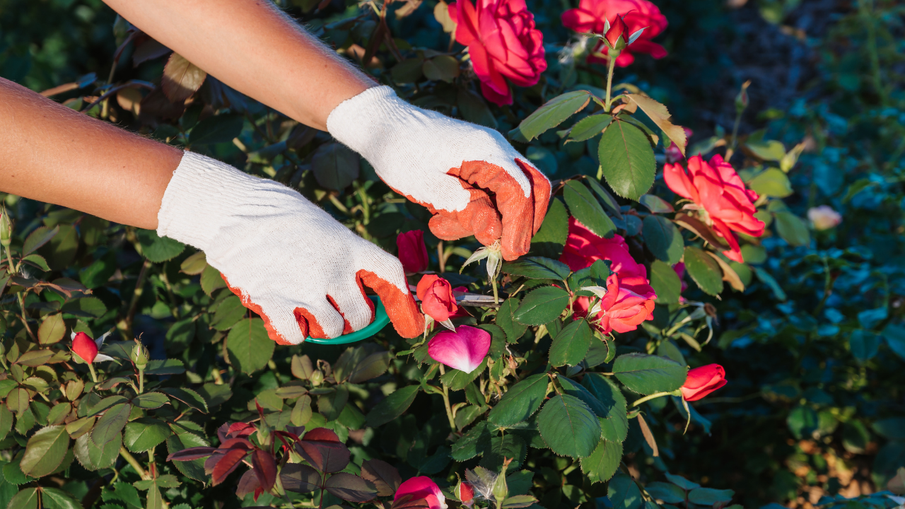 Person wearing gloves pruning red roses in a garden.