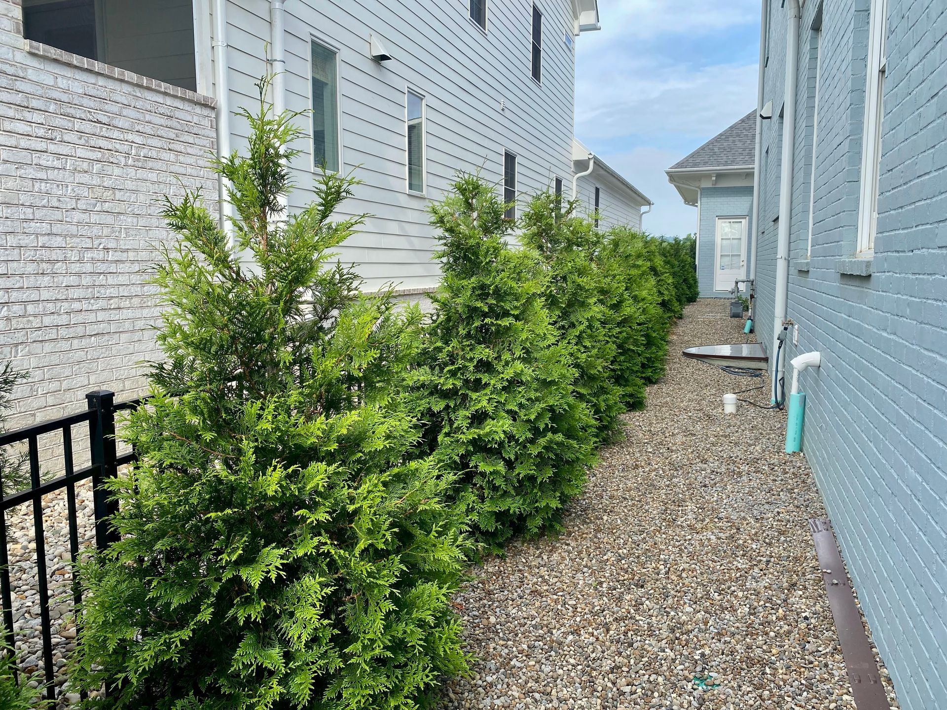 Summer Shrub Trimming: What to Cut (and What Not to Touch Yet)