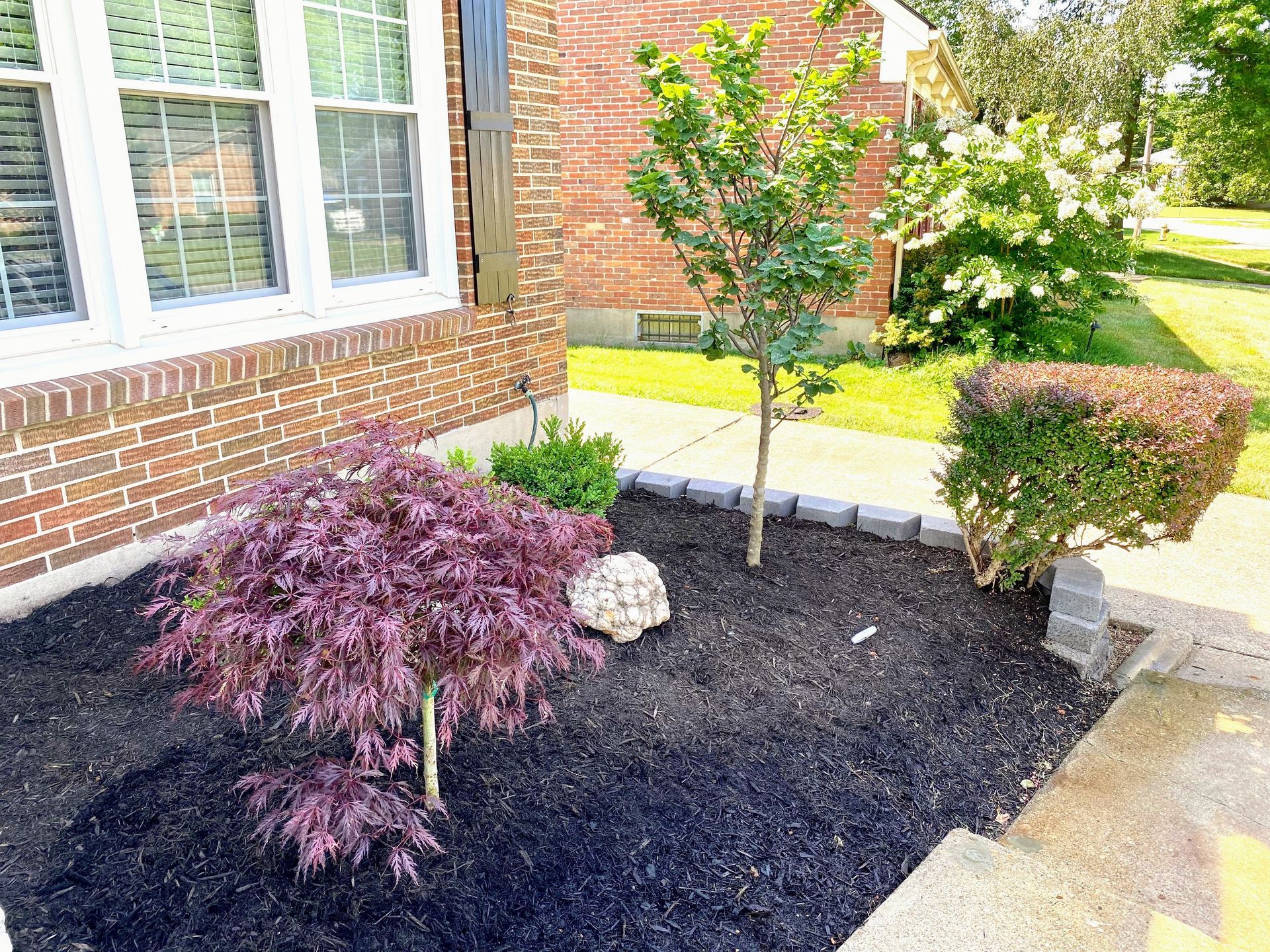 Front yard garden bed with dark mulch, small trees, shrubs, and a brick house walkway