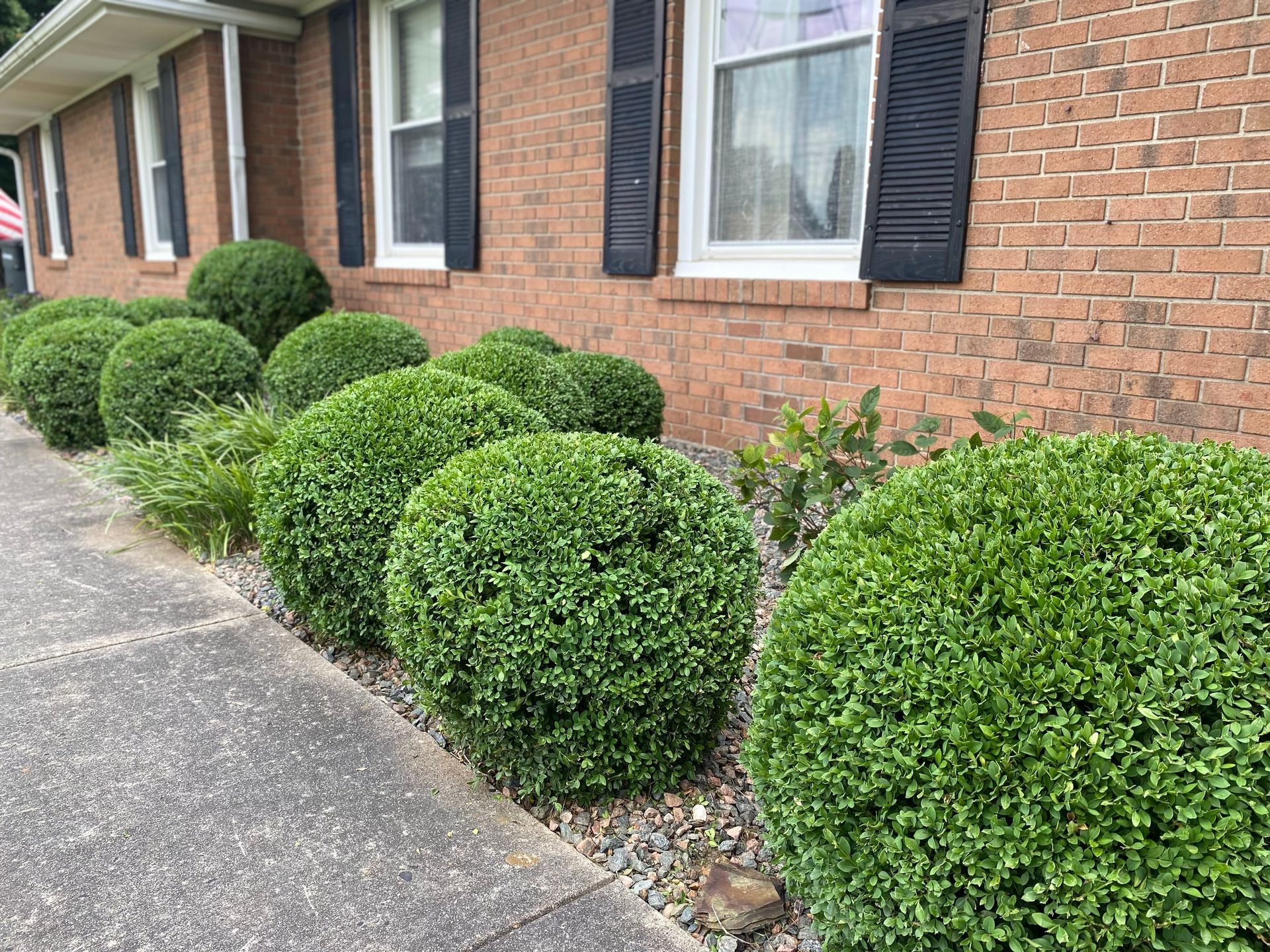 Green, round bushes line a brick building's walkway, with a window and black shutters.
