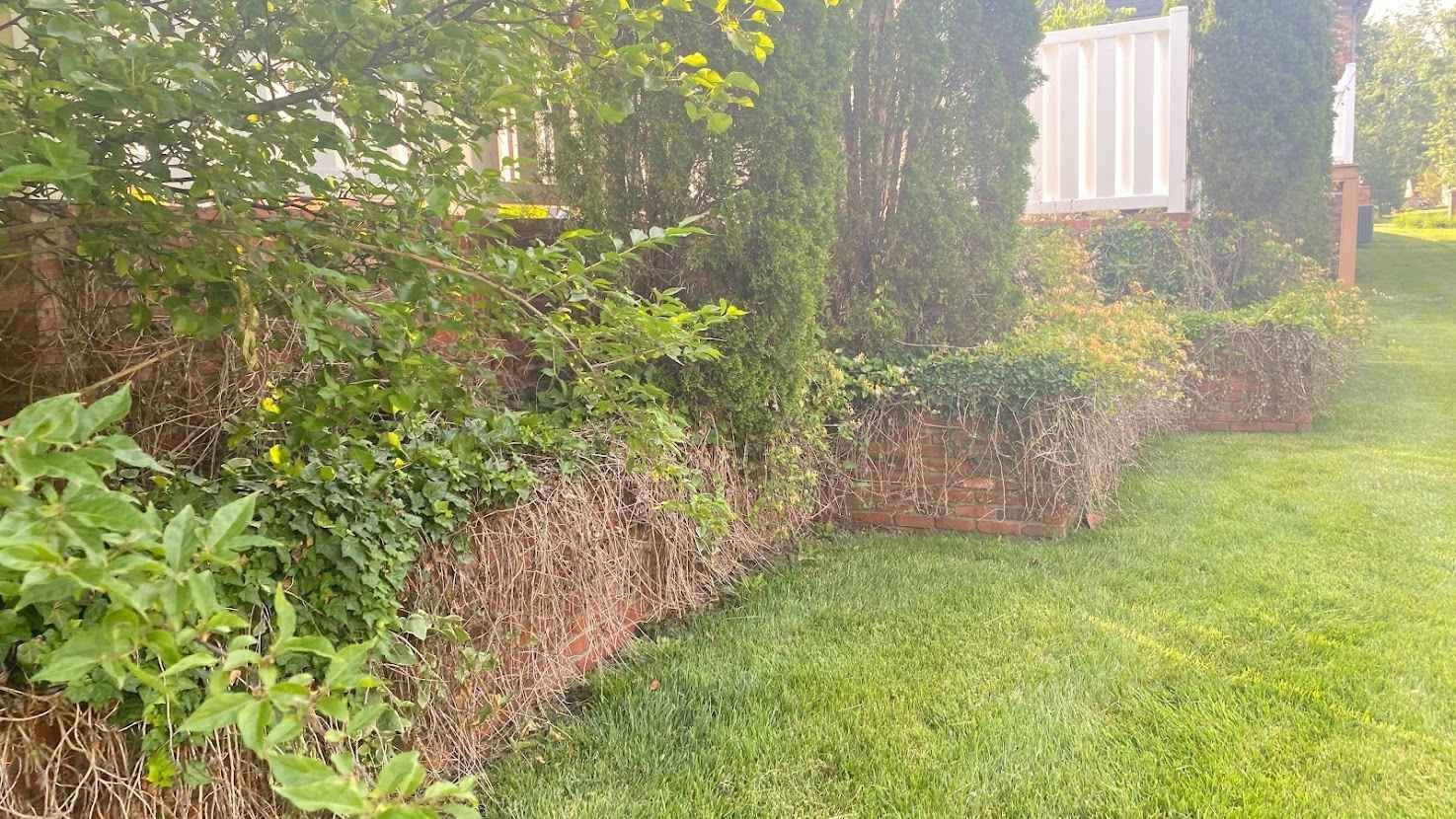 Lush green garden hedge and lawn beside a brick wall, with a white gate in the background.