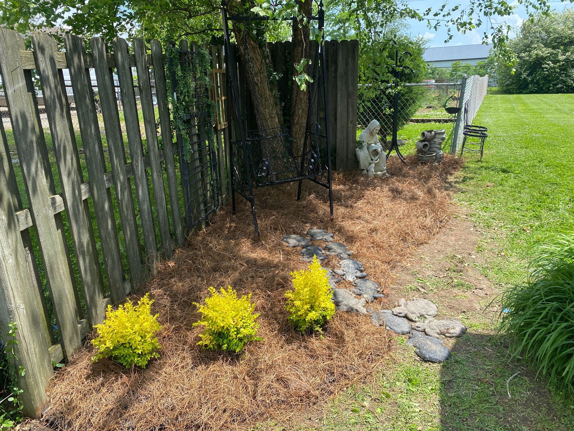 Backyard garden bed with yellow shrubs, brown mulch, a wooden fence, and a stone path by a lawn