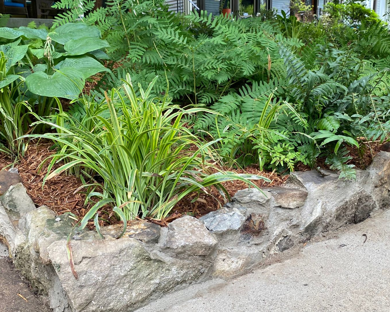 Stone-edged garden bed with lush green ferns and variegated plants beside a walkway
