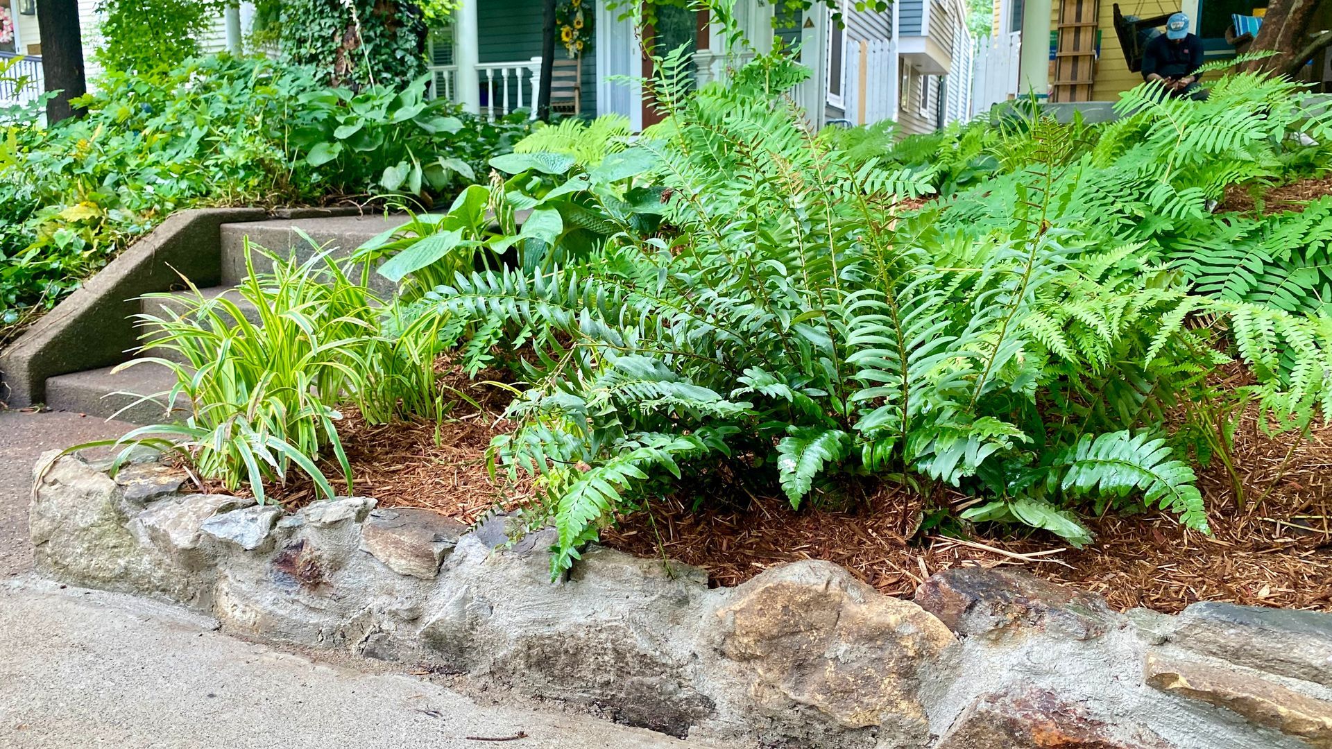 Lush green garden bed with ferns and shrubs bordered by rocks beside a sidewalk