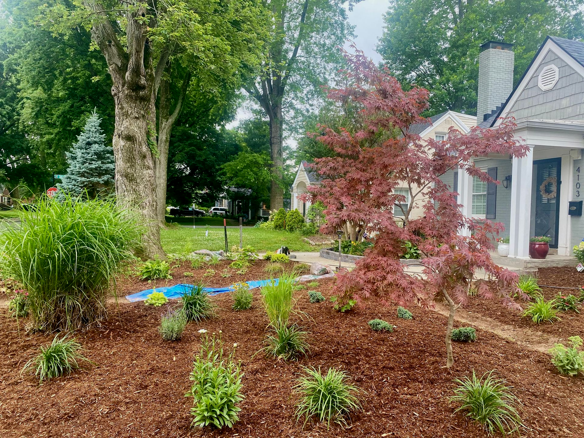 Front yard garden with shrubs, trees, a red-leaf tree, and a white house with a porch