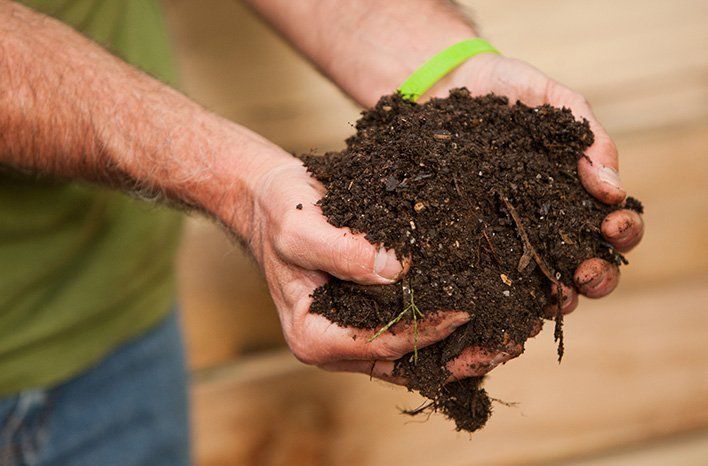 Hands holding a clump of dark soil with a small green sprout