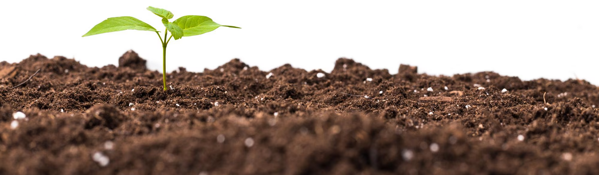 Young green seedling sprouting from rich brown soil in close-up