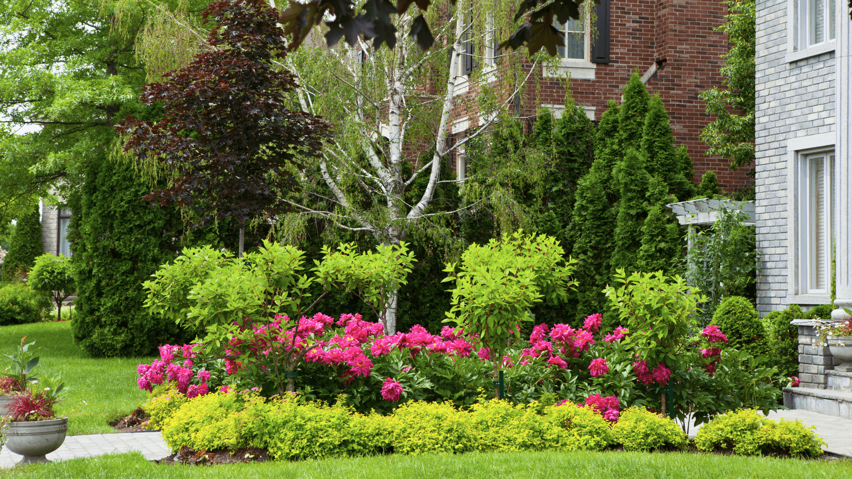 A vibrant garden with pink roses, green bushes, and a birch tree in front of a brick house.