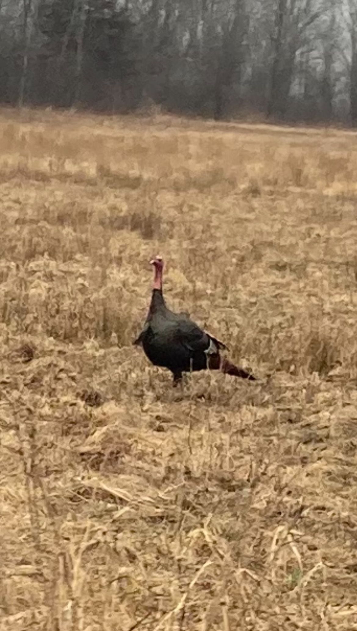 wild turkey hunting trips