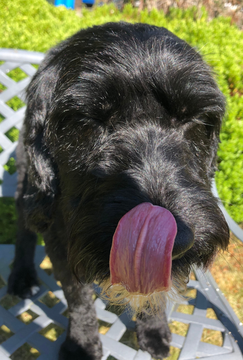 cockerpoo cockerpoo