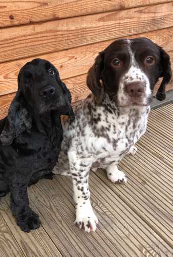 springer and cocker spaniels springer and cocker spaniels