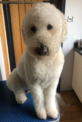 Labradoodle Labradoodle