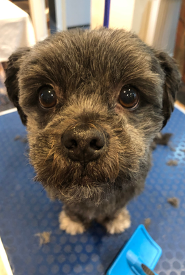 Lhasa Apso Lhasa Apso