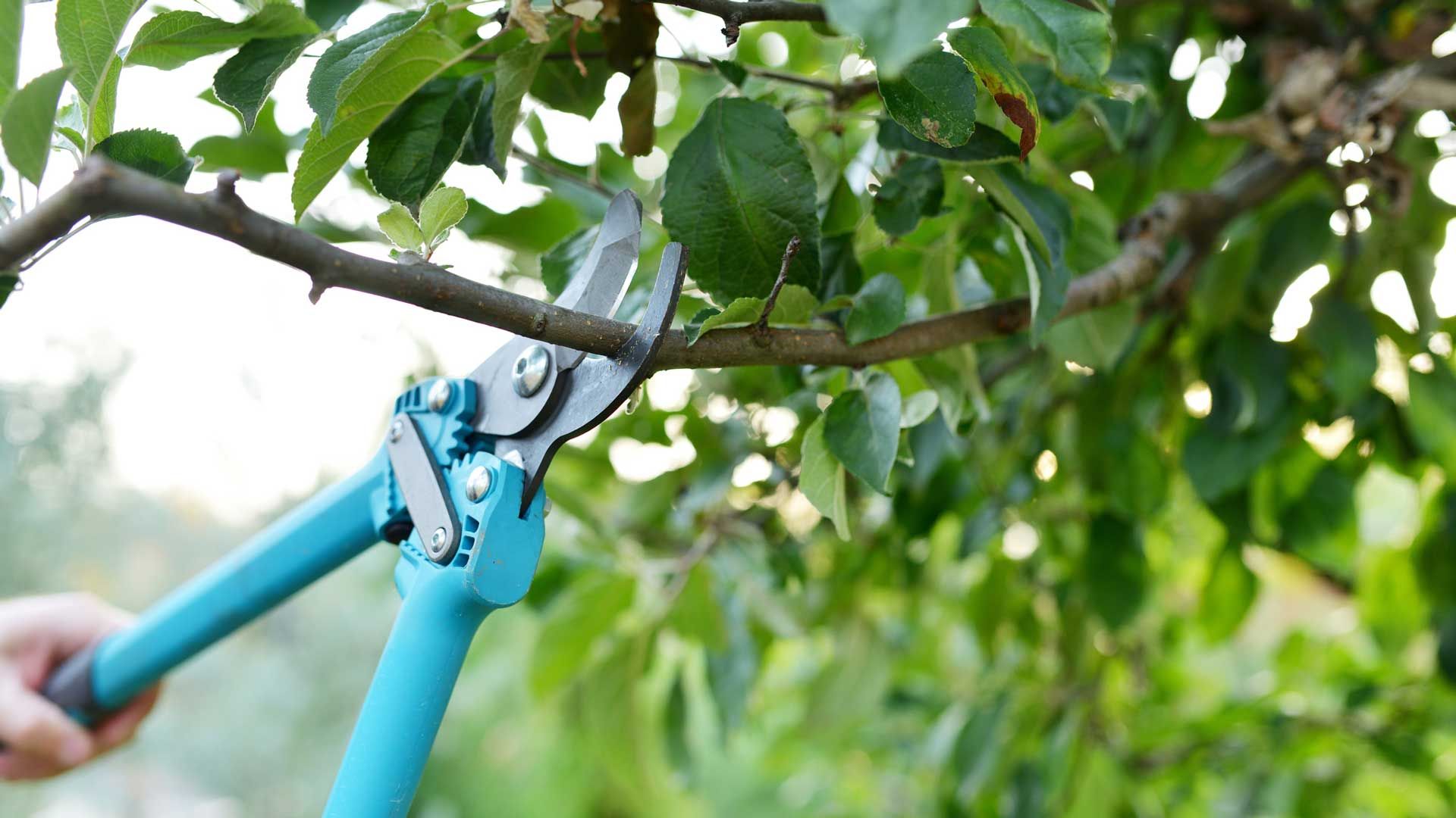 Tree Services — San Marcos, TX — Diamondback Landscaping & Lawn Care, Inc.