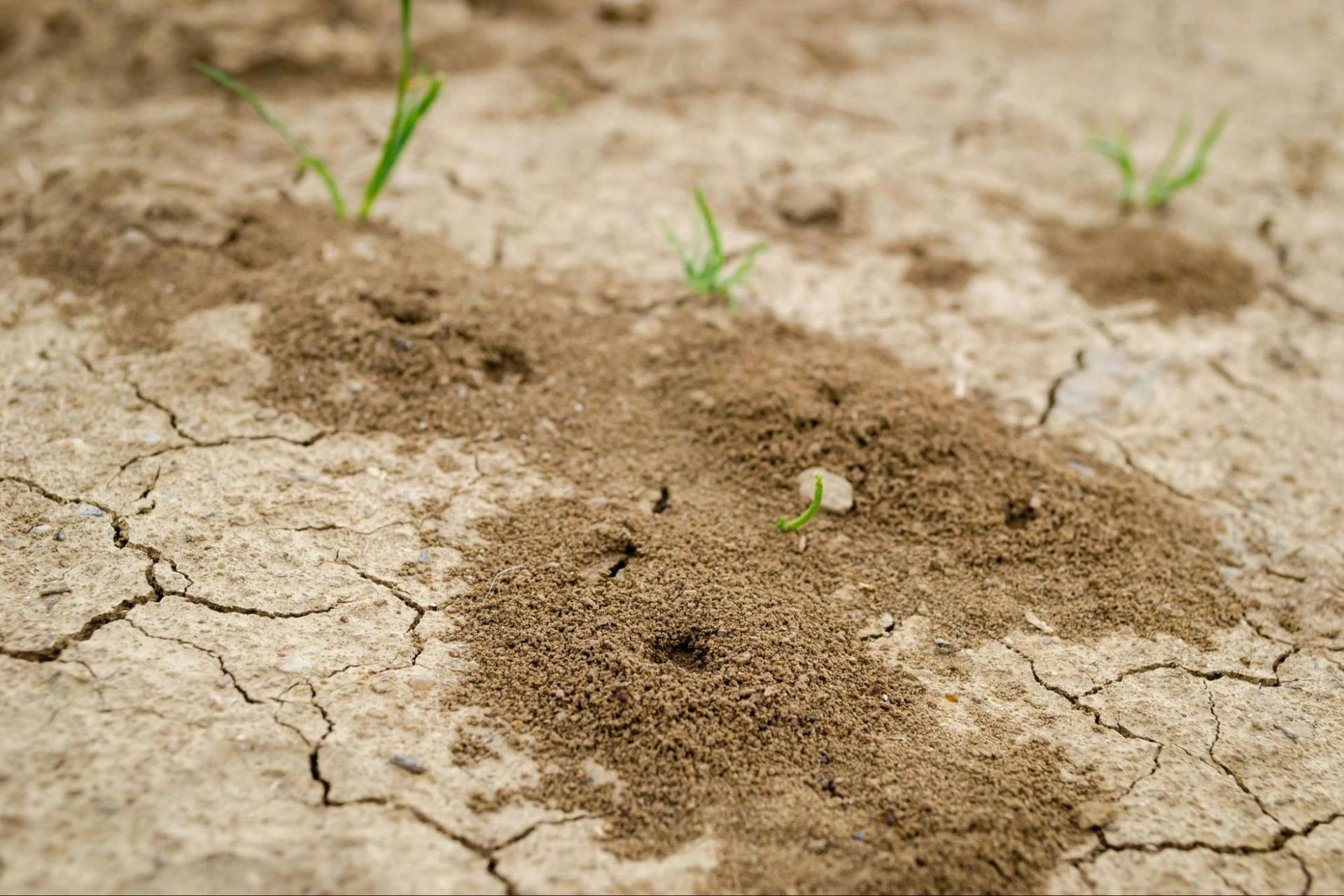 Termites burrowing