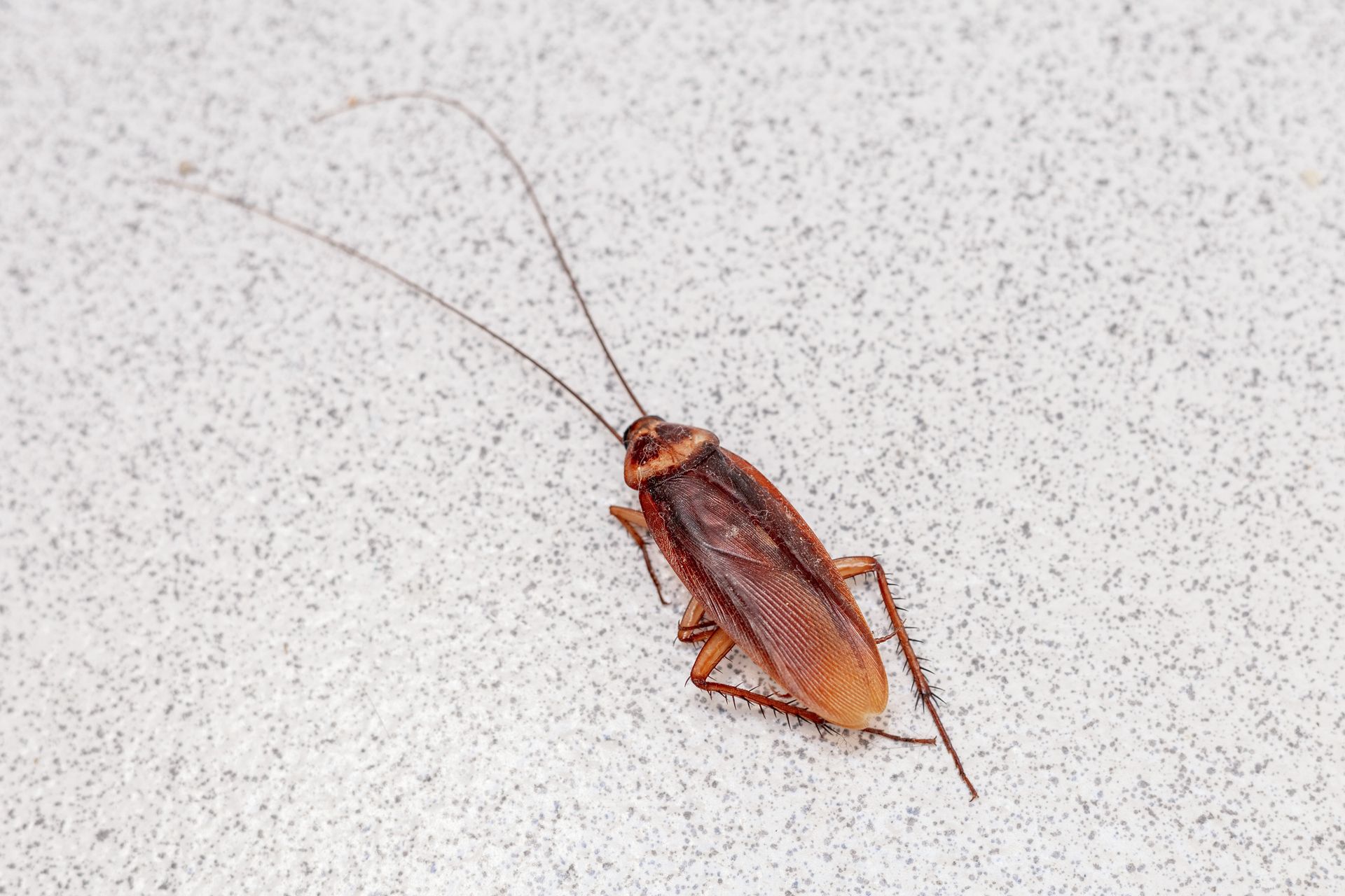 cockroach on floor