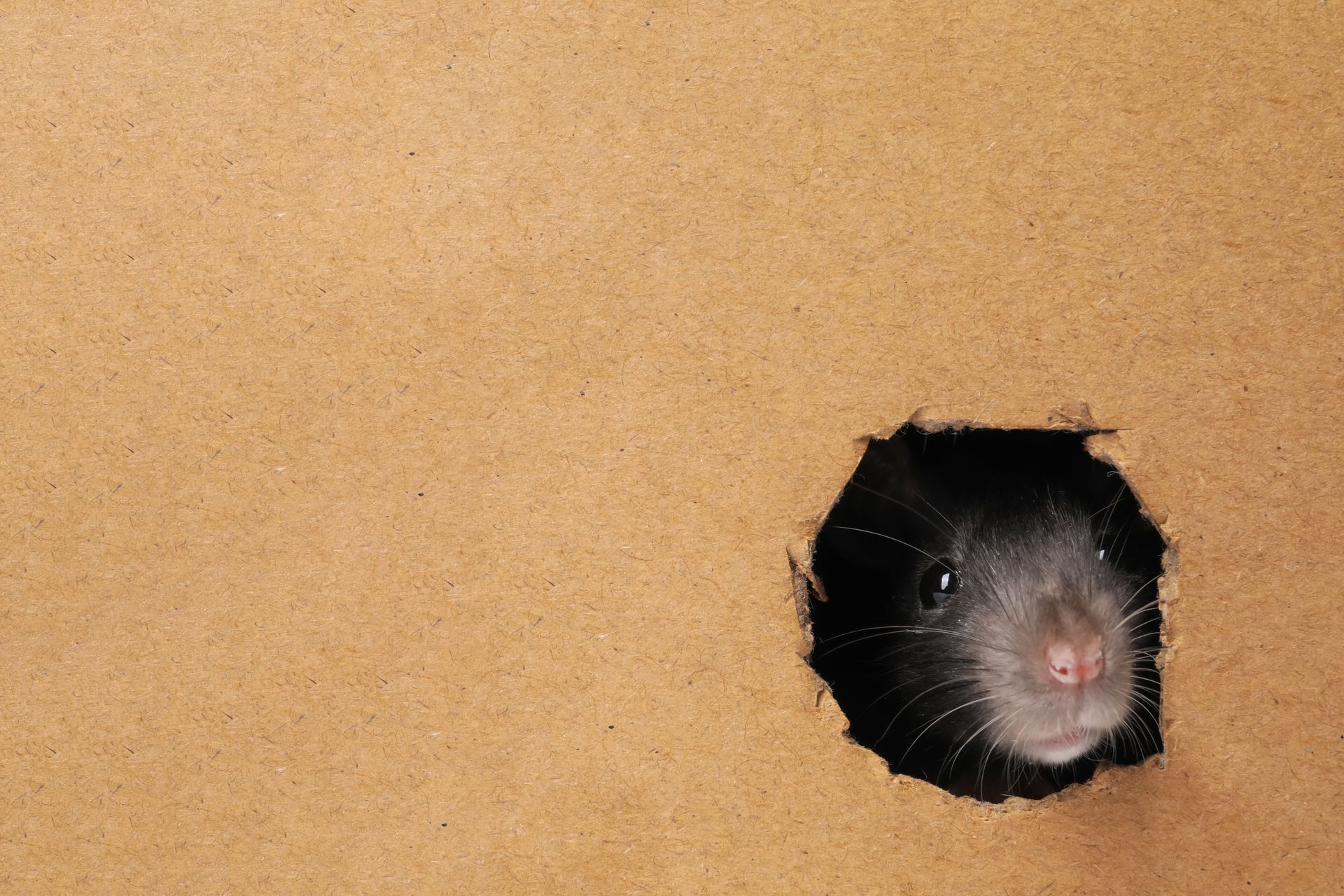 Alt text: rat poking face through hole