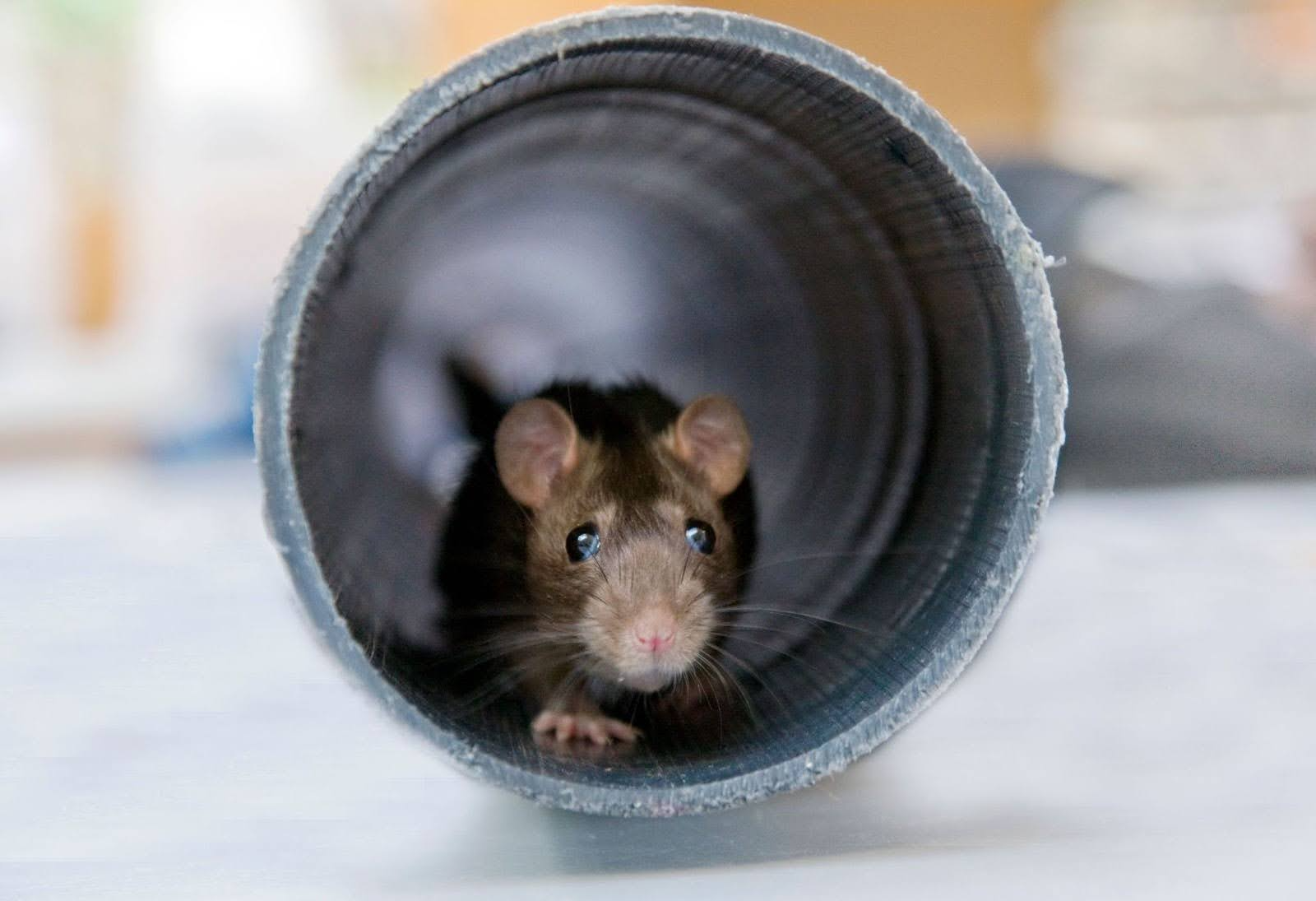 at inside pipe showing common rodent infestation in homes 