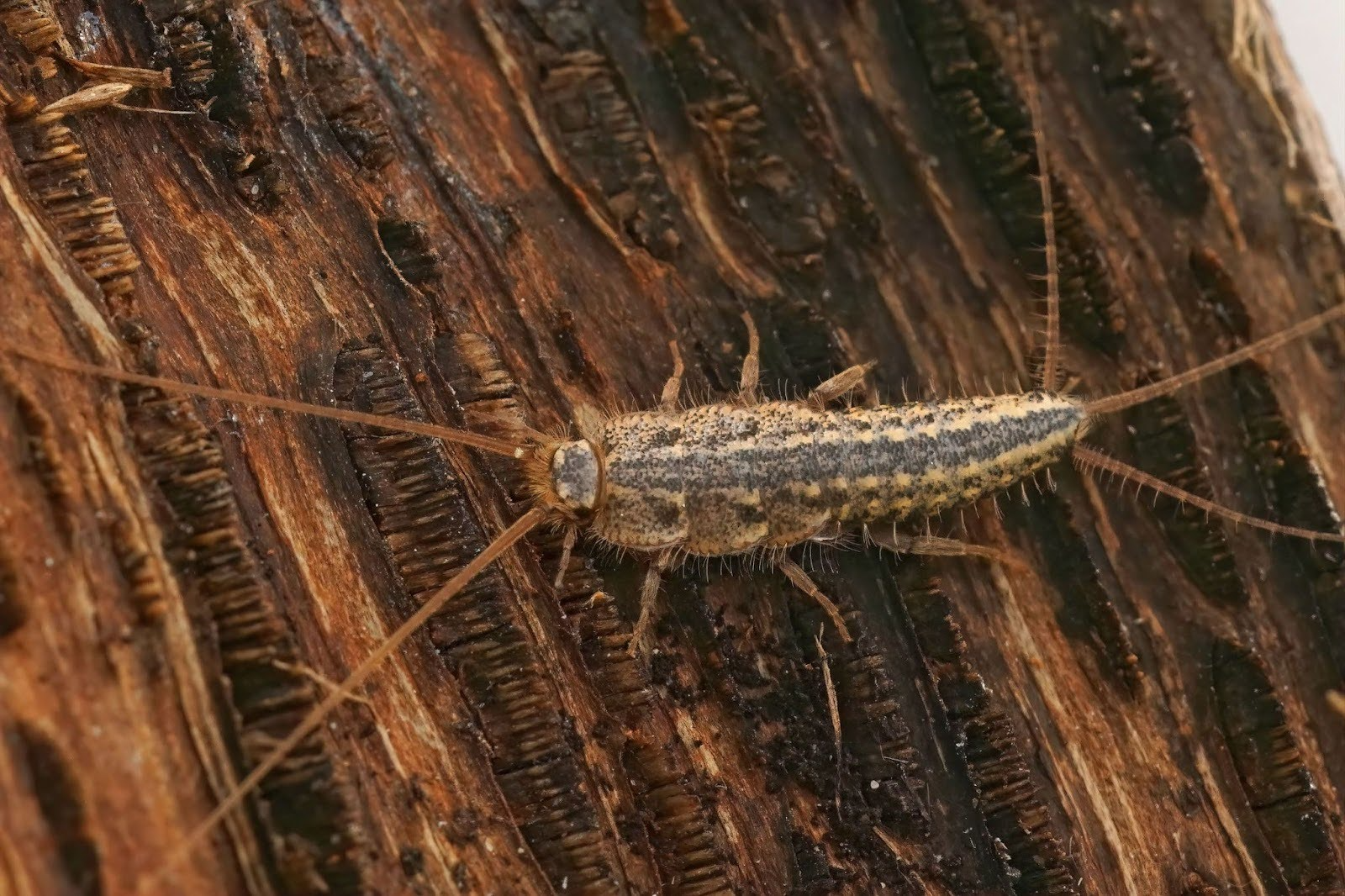 silverfish on wood surface showing moisture-related pest activity