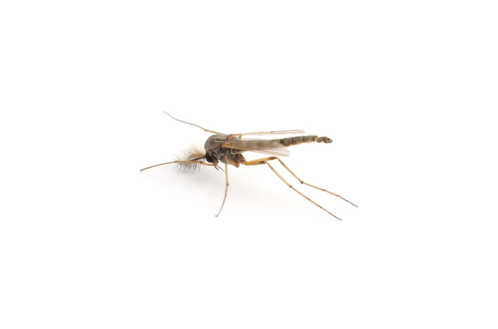 Close-up of a mosquito on a white background representing common insects treated by pest control in Conroe properties.