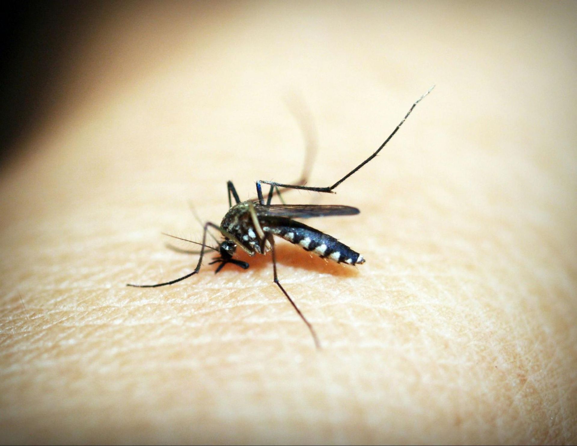 Close-up of a mosquito on skin