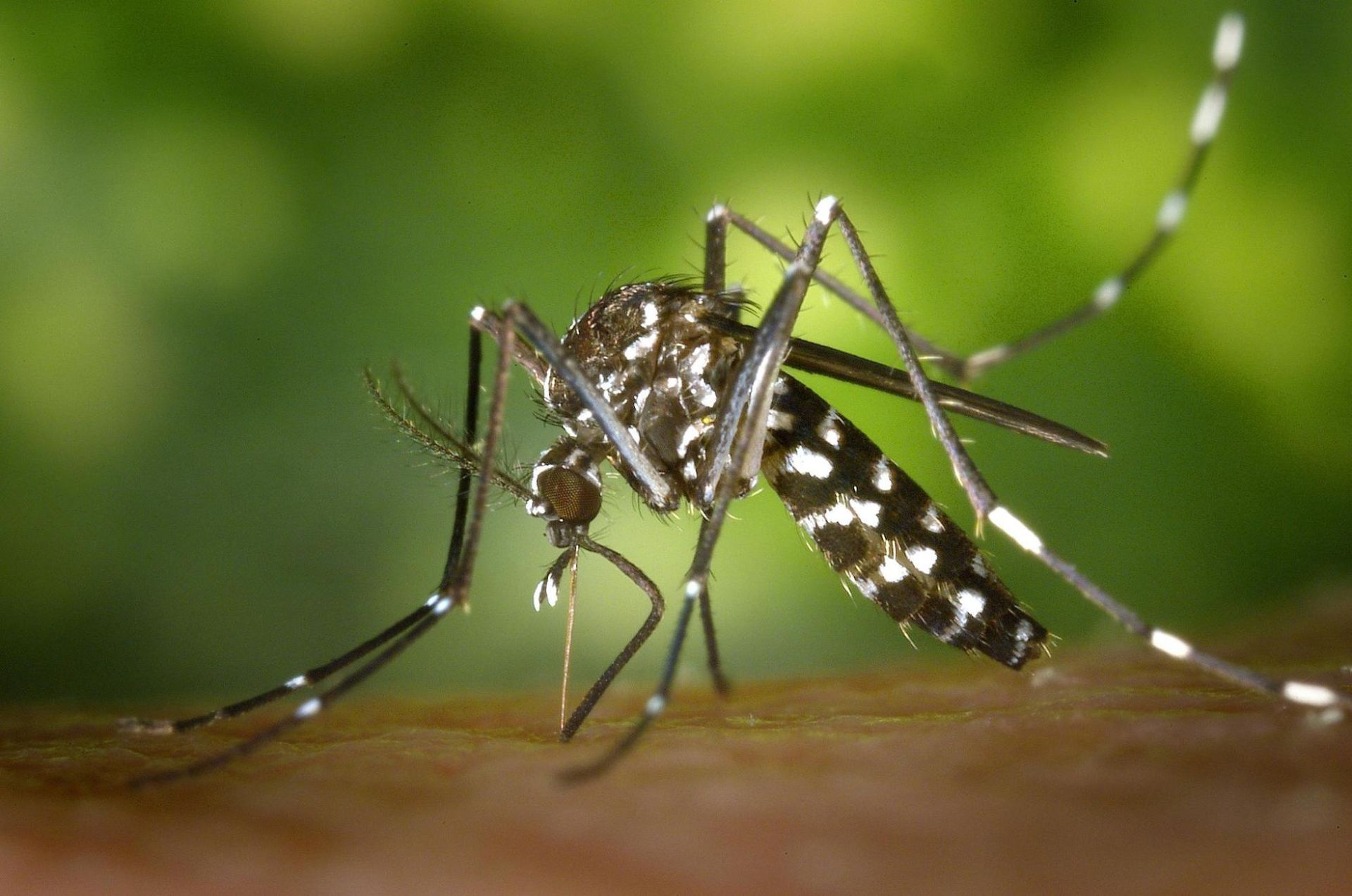 Close-up of a mosquito on skin