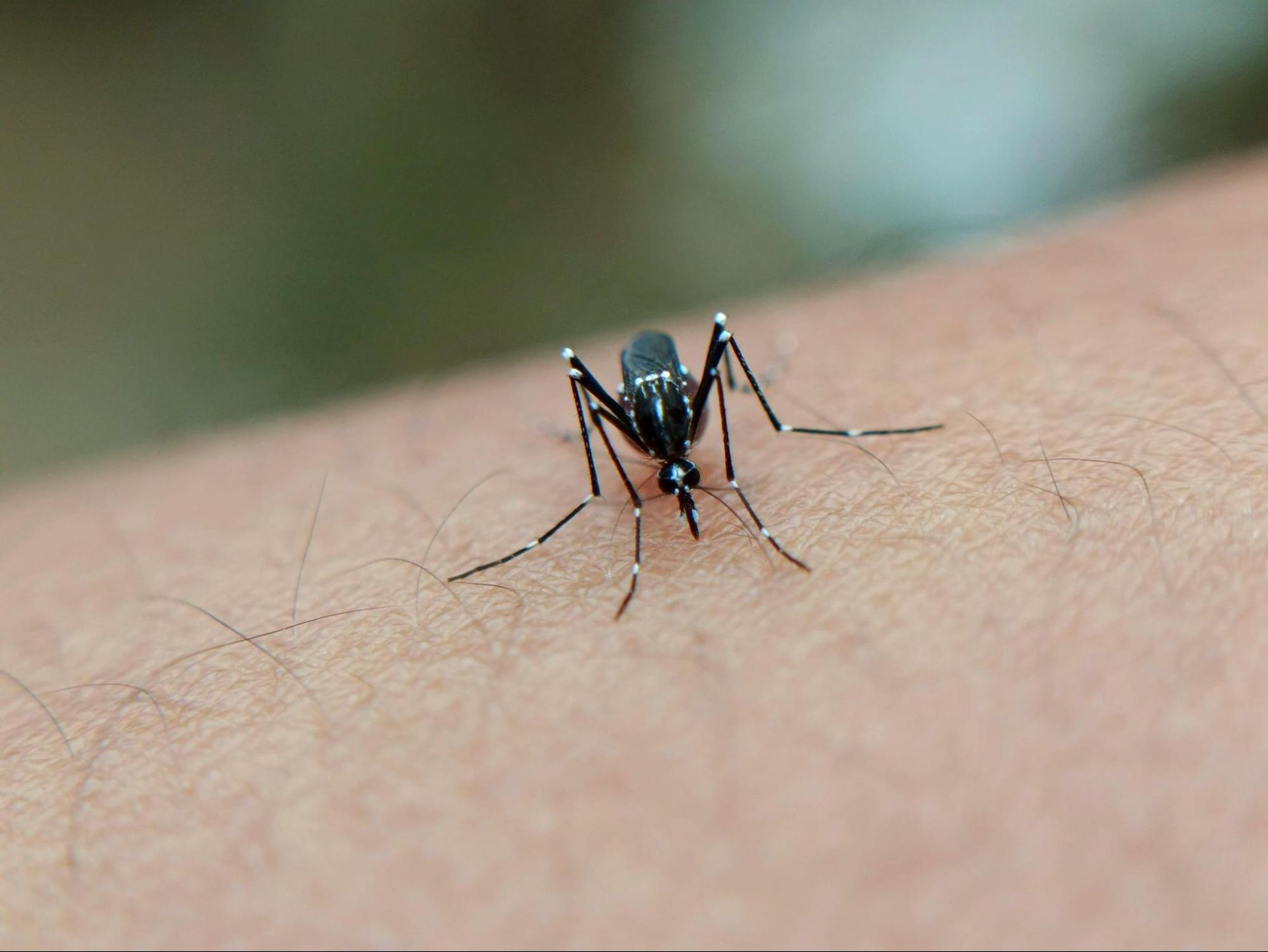 Close-up of a mosquito on skin
