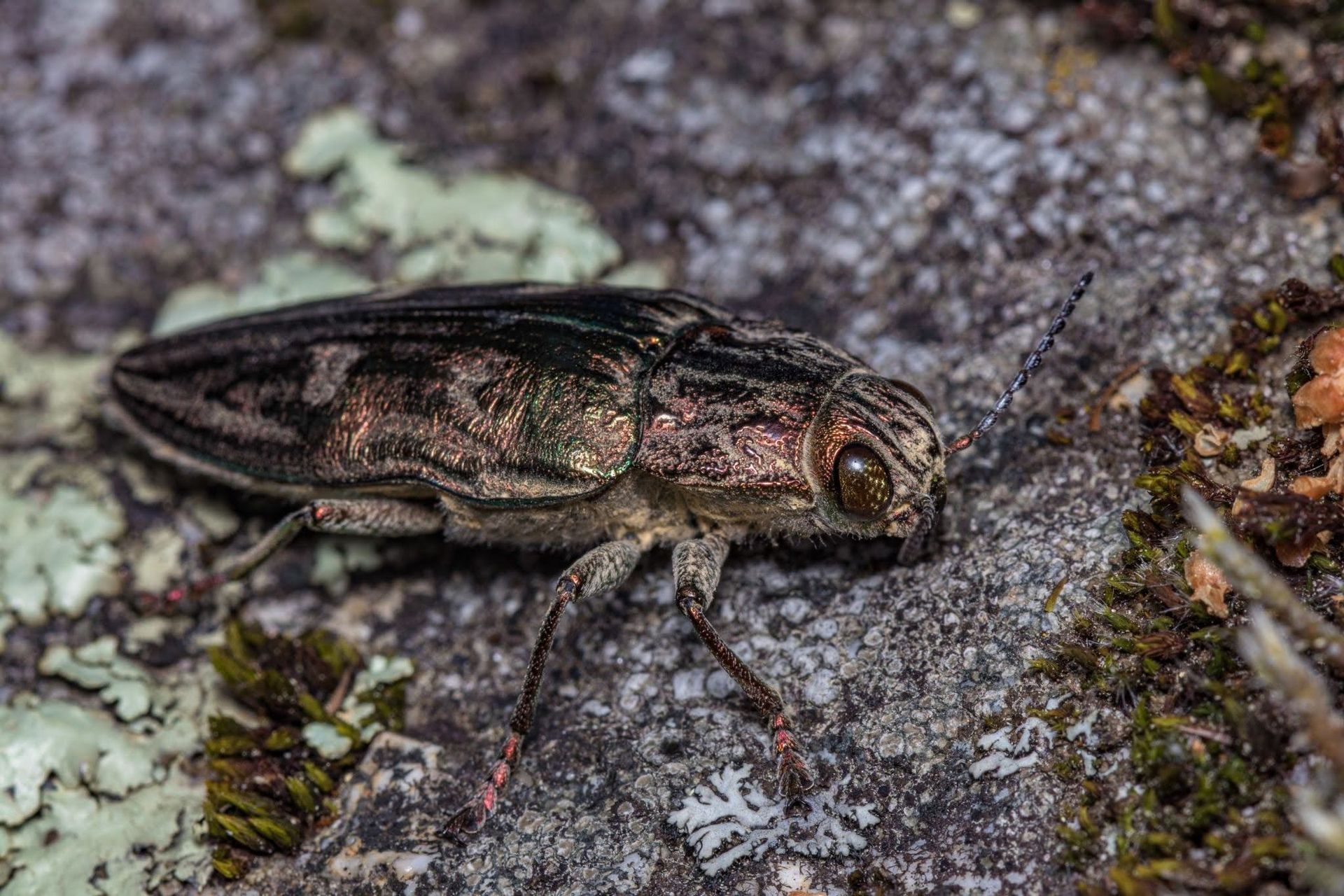 wood-boring beetle, representing the importance of Pest Control in New Caney, TX