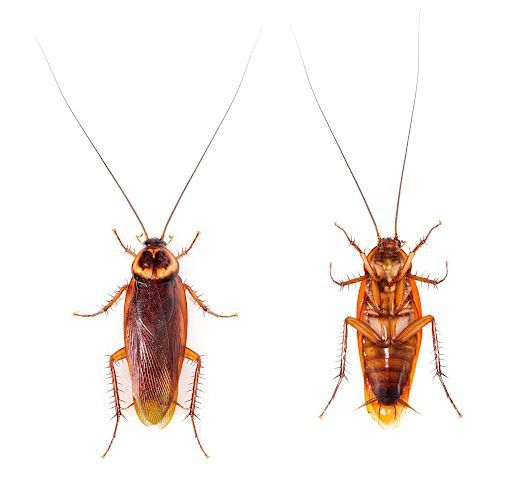 cockroaches isolated on white background