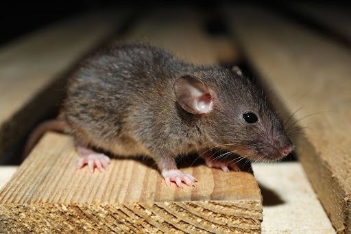 rat on wooden slats, representing pest control Cleveland TX
