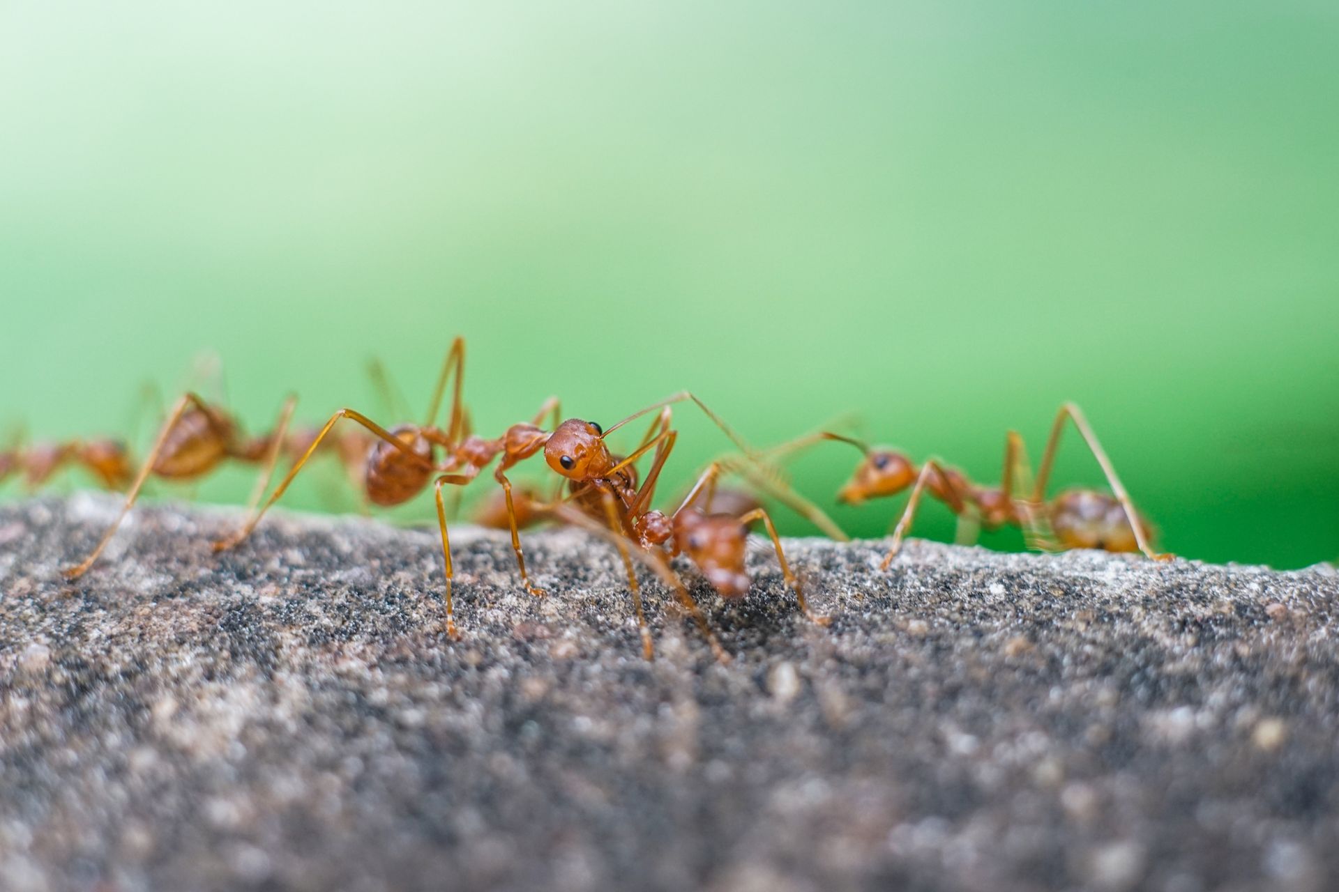fire ants