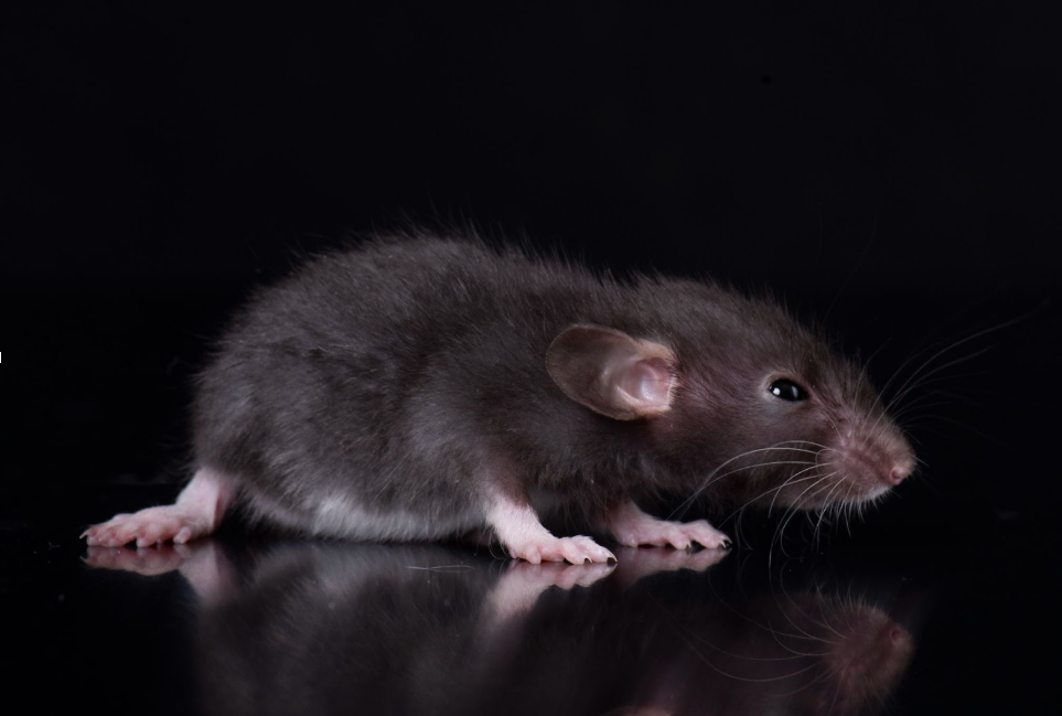 Brown rat on a dark background representing rodent issues addressed by pest control in Conroe homes and businesses.
