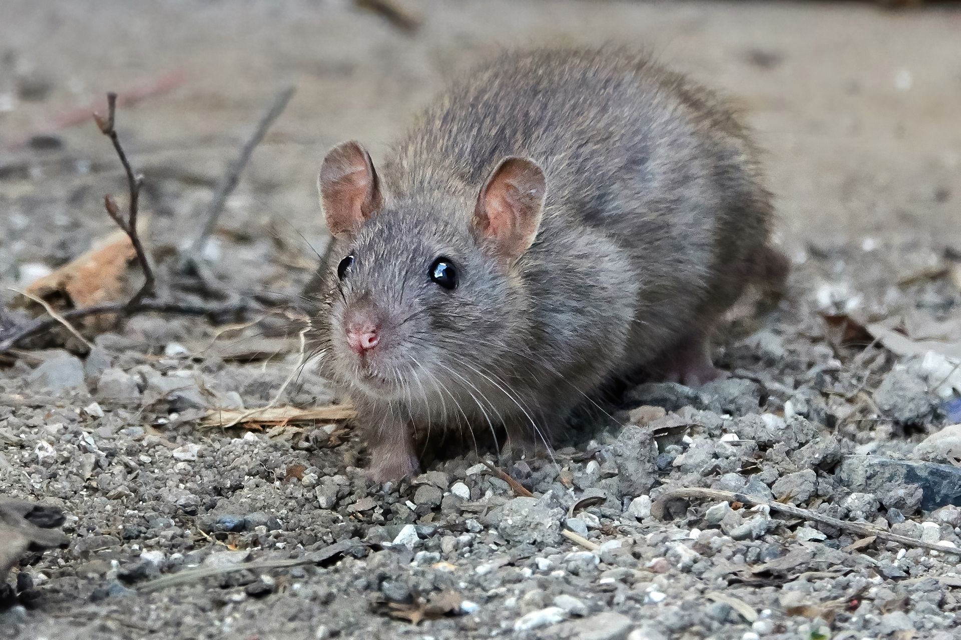 rat on rocky ground