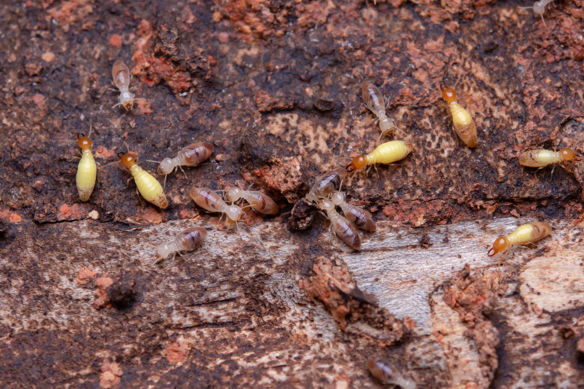 termites feasting on wood