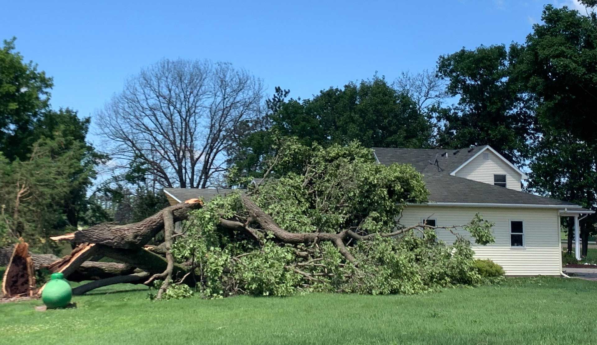 A tree that has fallen in front of a house