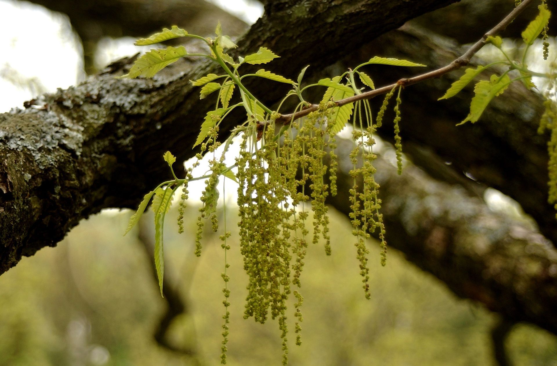 Green catkins hanging from a tree branch, with new leaves; overcast, natural setting.