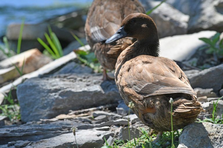 Two brown ducks near rocks and greenery. One duck is in focus.