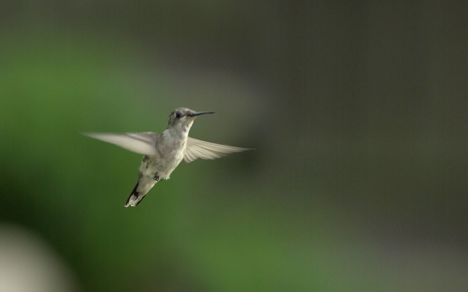 Hummingbird in flight, wings spread, against blurred green and gray background.