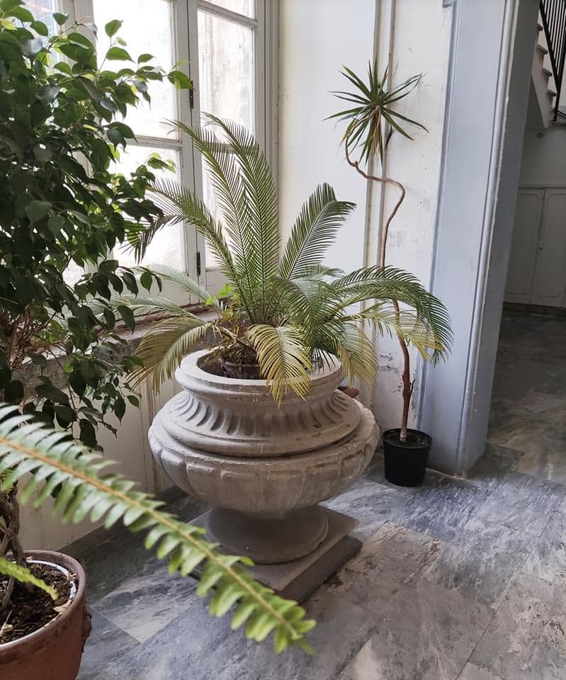 Piante da interno in vaso vicino a una finestra soleggiata, tra cui una grande fioriera decorata e una pianta alta e slanciata.