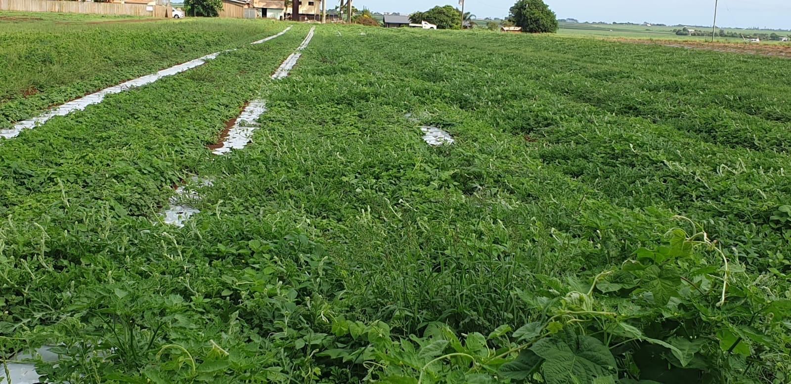 A field of green plants with a house in the background.