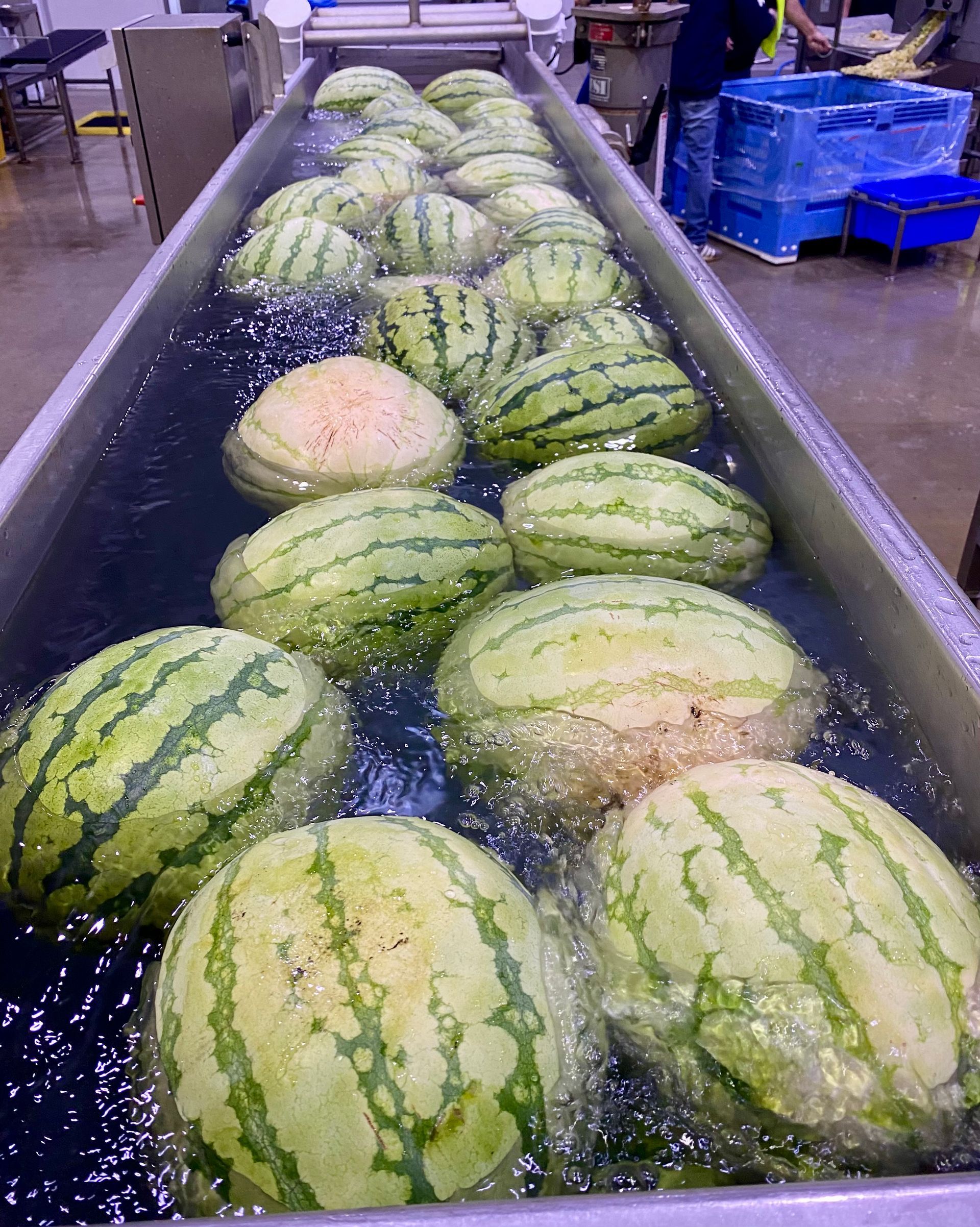 Watermelons are being washed in a large tub of water.