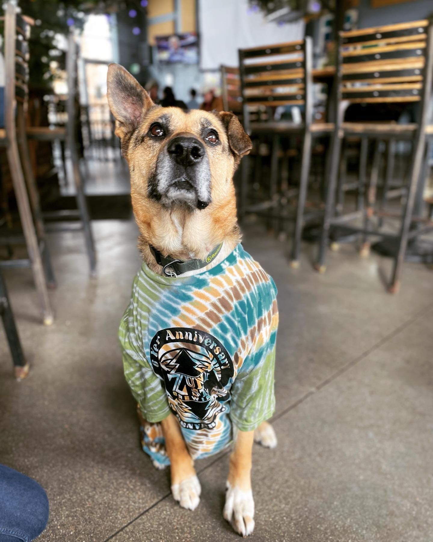 A dog wearing a tie dye shirt is sitting on the floor in a restaurant.